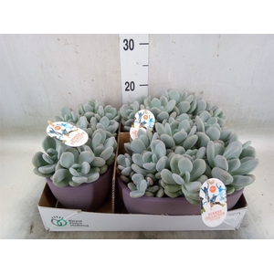 Echeveria   ...