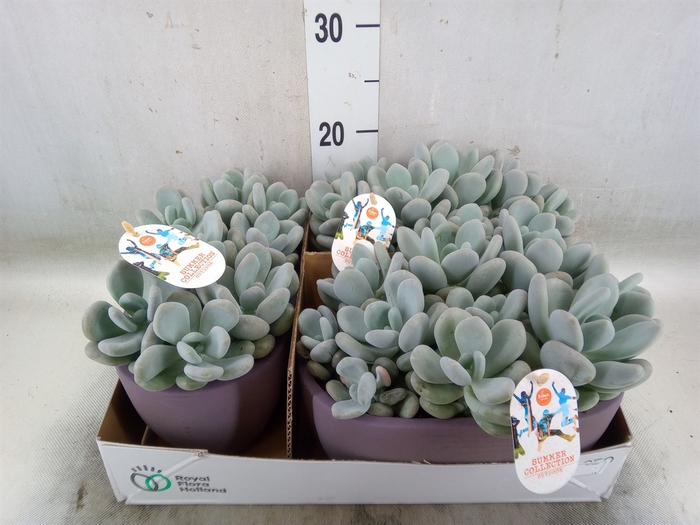 <h4>Echeveria   ...</h4>