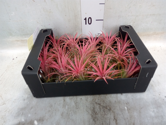 <h4>Tillandsia ionantha</h4>