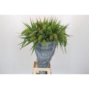 Setaria Italica Volle Melk