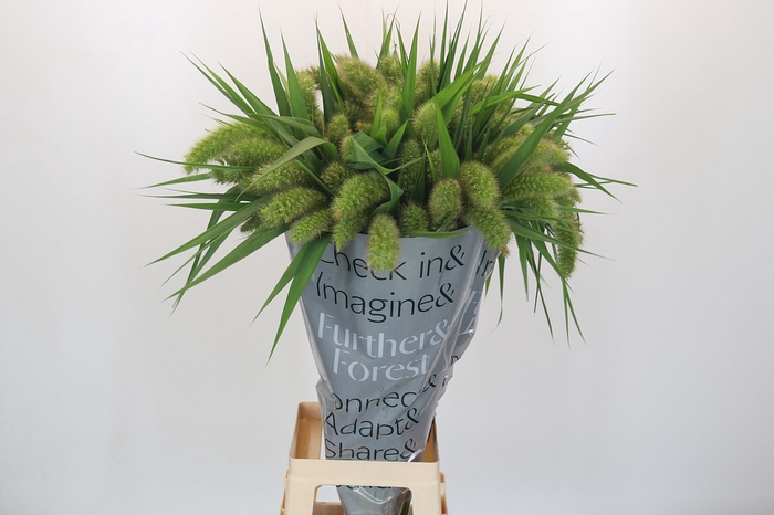 <h4>Setaria Italica Volle Melk</h4>