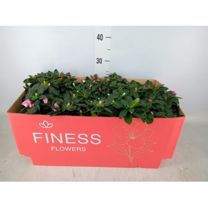 Rhododendron sim. 'Hellmut V' .mix