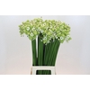 Ornithogalum Saundersiae