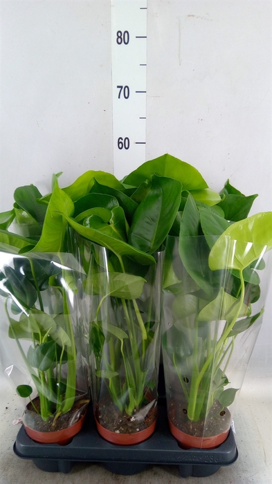 <h4>Monstera   ...</h4>