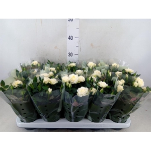 Rosa  'Alaska Kordana'