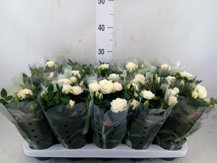 <h4>Rosa  'Alaska Kordana'</h4>