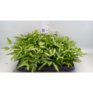 Pteris cretica 'Albolineata'