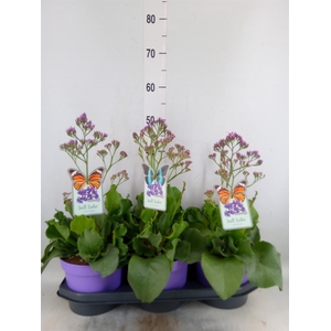 Limonium  'Salt Lake'