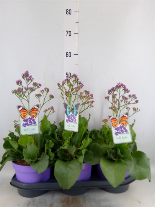 <h4>Limonium  'Salt Lake'</h4>