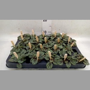 Peperomia albov. 'Piccolo Banda'