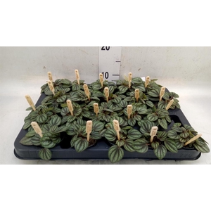 Peperomia albov. 'Piccolo Banda'