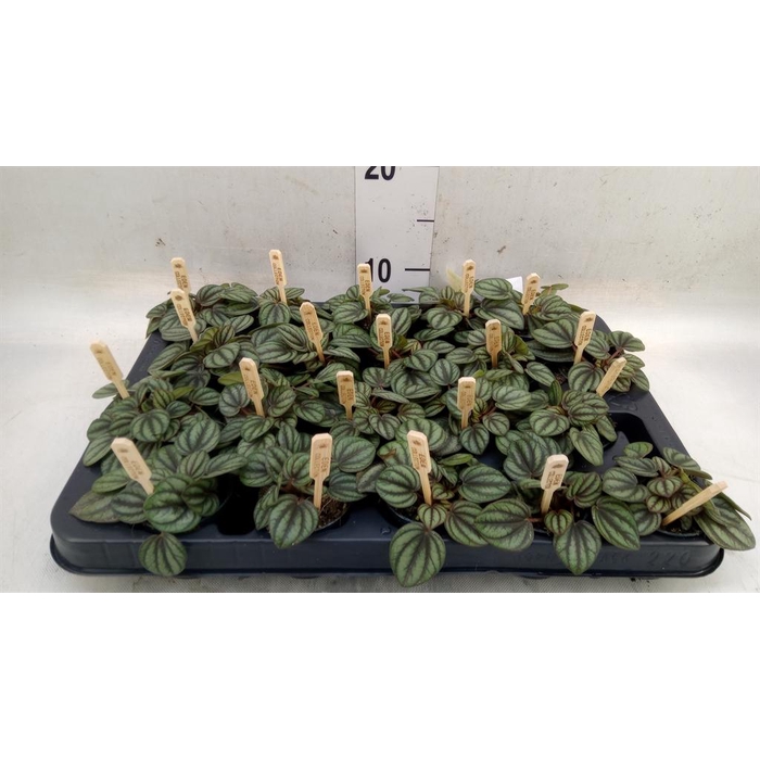 <h4>Peperomia albov. 'Piccolo Banda'</h4>