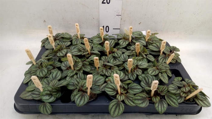 <h4>Peperomia albov. 'Piccolo Banda'</h4>