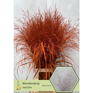 Siergras Klb Orange Hot Frank Zon