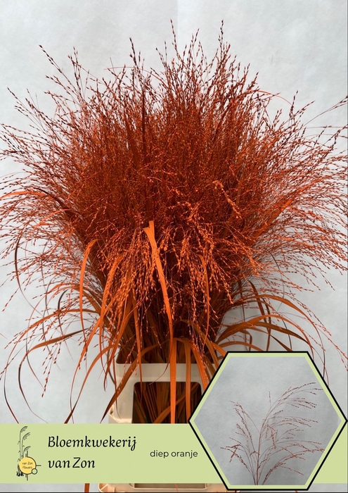 <h4>Siergras Klb Orange Hot Frank Zon</h4>