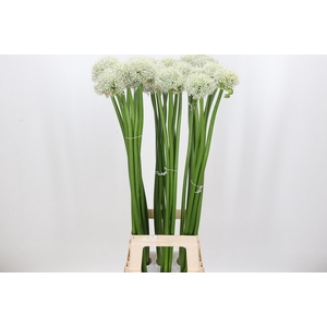 Allium White Giant