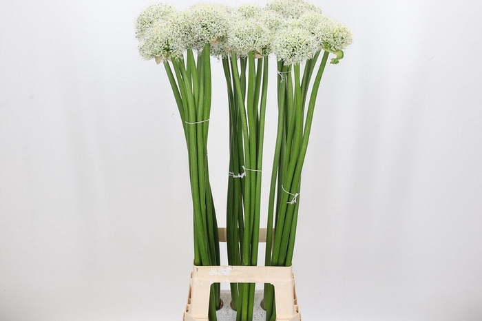 Allium White Giant