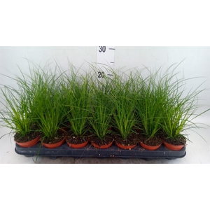 Carex brunnea