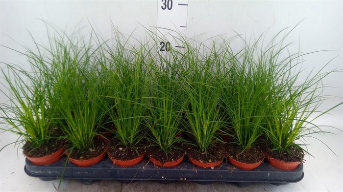 <h4>Carex brunnea</h4>