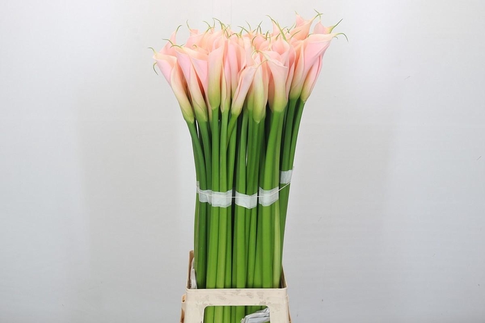 Zantedeschia Eydolls Salmon