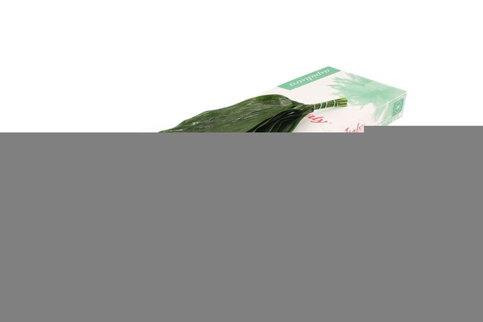 Aspidistra 60 Cm SM WBE