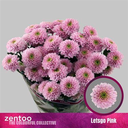 <h4>Chr T Letsgo Pink</h4>