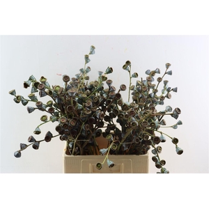 Euca Globulus Per Bunch