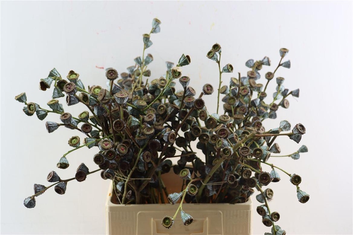 <h4>Euca Globulus Per Bunch</h4>