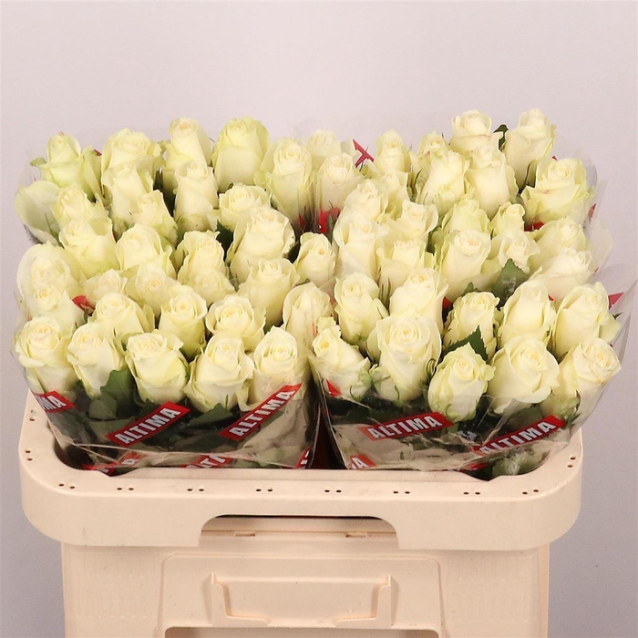 <h4>R Gr Albatros</h4>