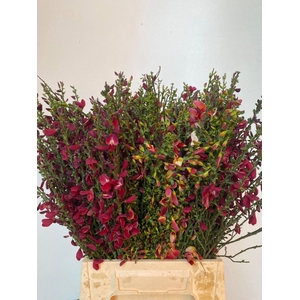 CYTISUS BOSKOOP RUBY