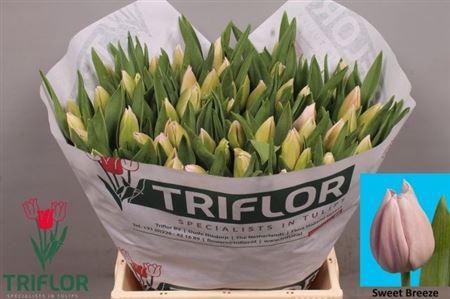 <h4>Tu En Sweet Breeze</h4>