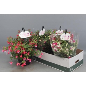 FUCHSIA B F HANG GEM