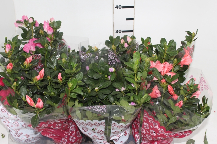 <h4>AZALEIA P14</h4>