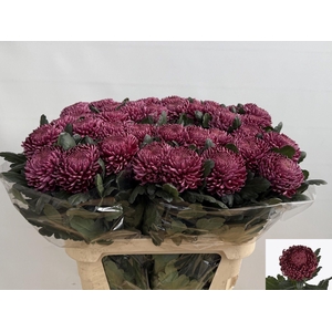 CHR G BIGOUDI PURPLE