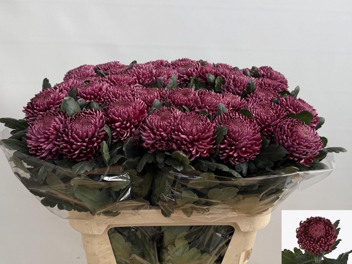 <h4>CHR G BIGOUDI PURPLE</h4>
