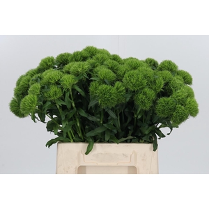 Dianthus Barbatus Kiwi Mellow