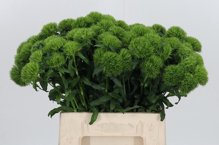 <h4>Dianthus Barbatus Kiwi Mellow</h4>