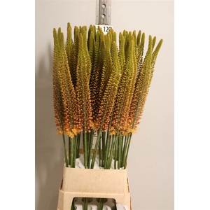 Eremurus Golden Cleo