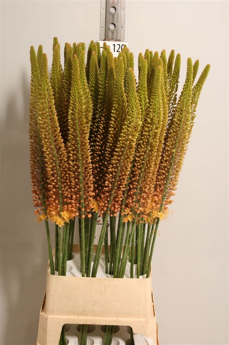 <h4>Eremurus Golden Cleo</h4>