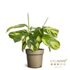 CALATHEA SPECIES p11 Golden Mosaik