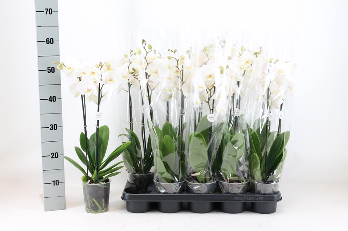 <h4>PHAL OV WIT</h4>