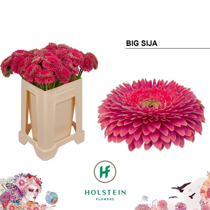 <h4>Ge Gr Pom Big Sija</h4>