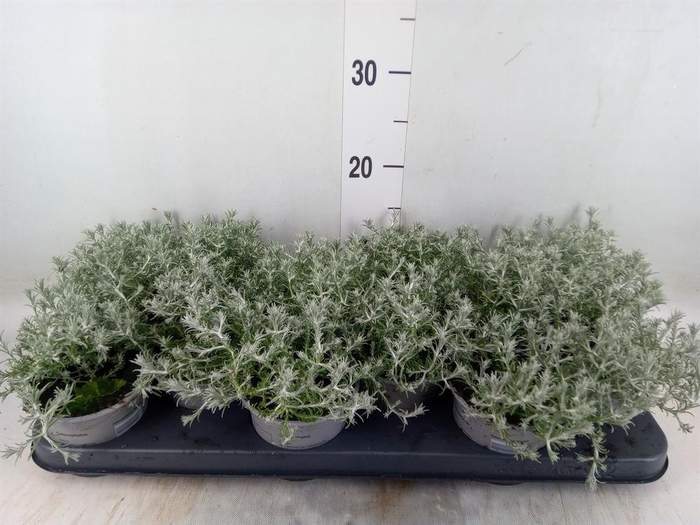 <h4>Leucophyta brownii</h4>