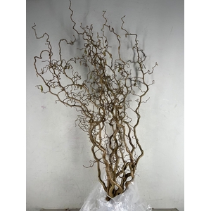 Corylus (2-Jarig)