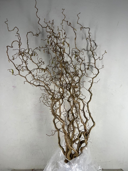 <h4>Corylus (2-Jarig)</h4>