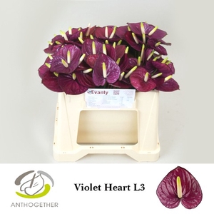 Anthurium Violet Heart