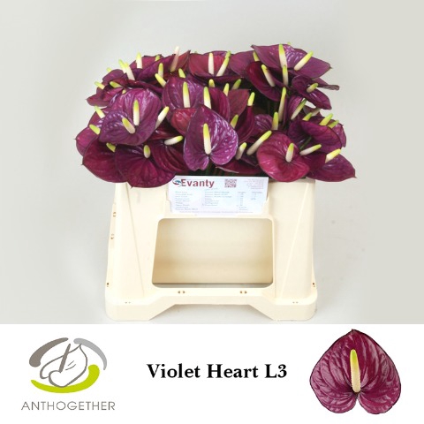 <h4>Anthurium Violet Heart</h4>