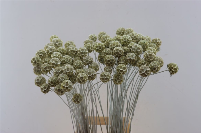 <h4>Scabiosa Wit Frost</h4>