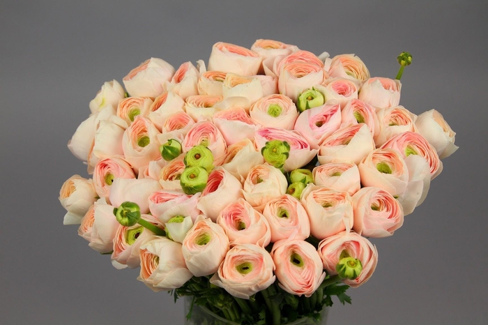 Ranunculus Clooney Hanoi Super