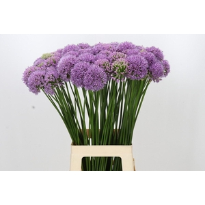 ALLIUM SENESCENS ALLIUM SENESCENS